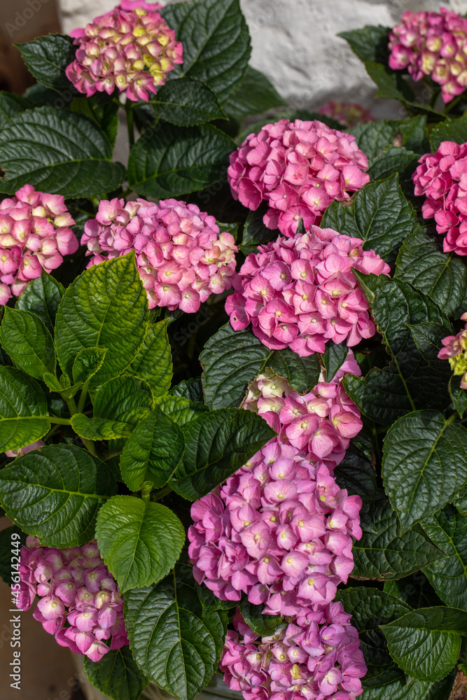 closeup of a beautiful pink hydrangea in garden closeup of a beautiful pink hydrangea in garden