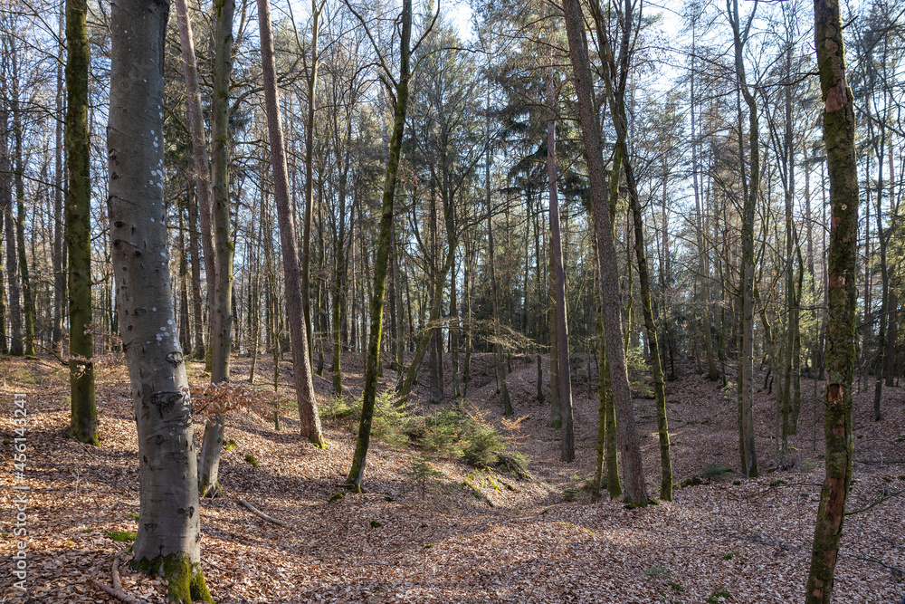 Obraz premium Schöner Wald vor dem Austrieb