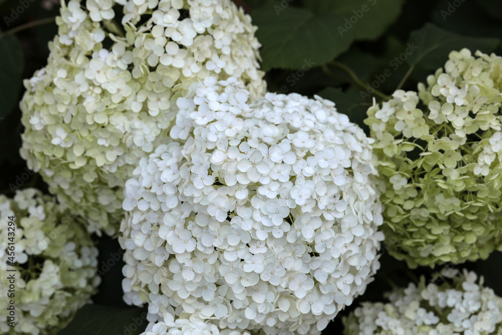closeup of a beautiful white hydrangea in garden closeup of a beautiful white hydrangea in garden