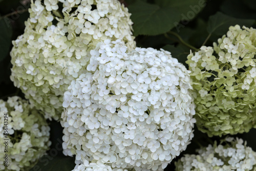  closeup of a beautiful white hydrangea in garden