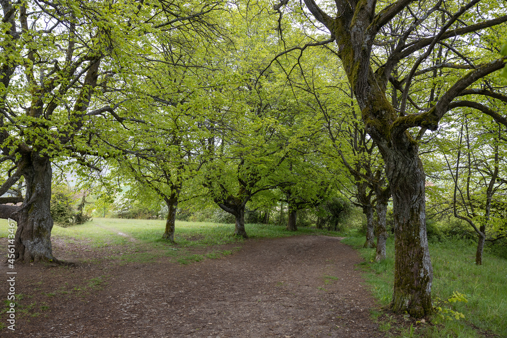 Schöne Allee zum Wandern