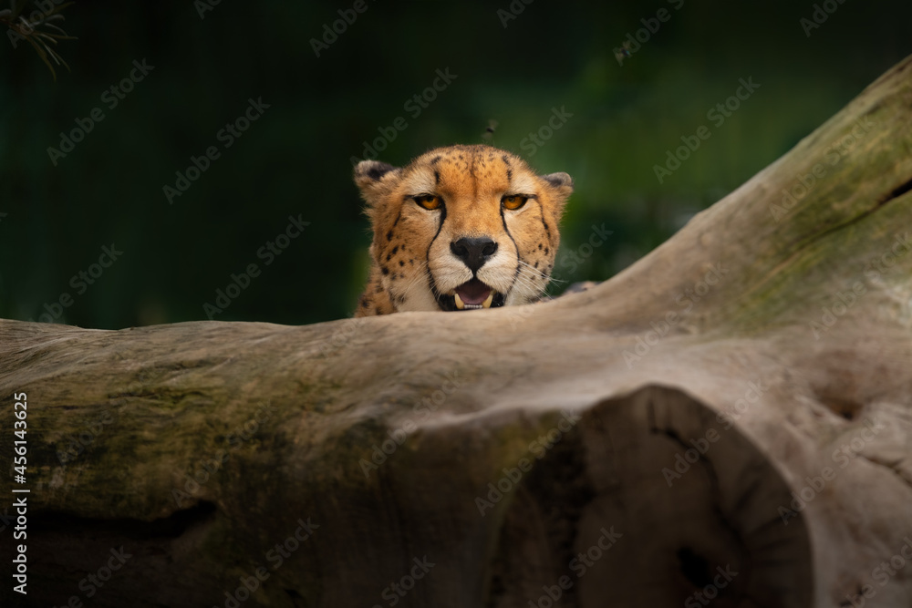 Cheetah peeking out from behind a fallen tree trunk. The alert gaze of a fast predator in its natural habitat.