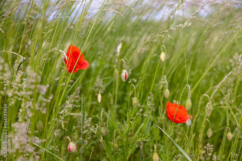 Mohnblume im Gras Mohnblume im Gras
