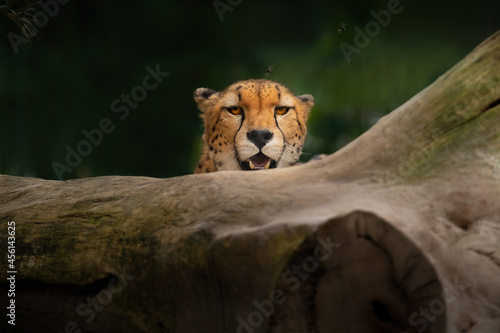 Obraz na płótnie Cheetah peeking out from behind a fallen tree trunk. The alert gaze of a fast predator in its natural habitat. w salonie