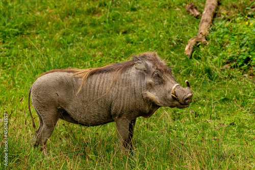 Animal World - Nolan Warthog  Phacochoerus africanus africanus  in green grass