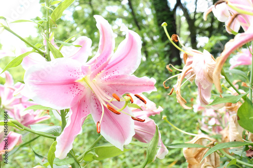百合 ユリ 花 ゆり 桃色  美しい 綺麗 可憐 夏 日本 ピンク 花 大輪 夏 公園
