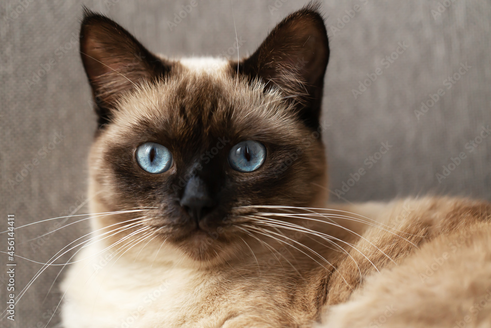 Portrait cat with blue eyes, siamese cat