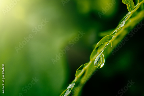 drops of dew on leaf, purity nature background
