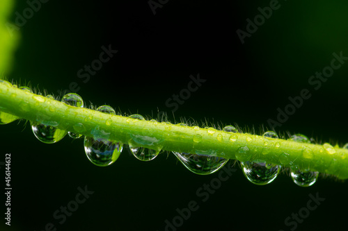 drops of dew and dark background, macro shot.