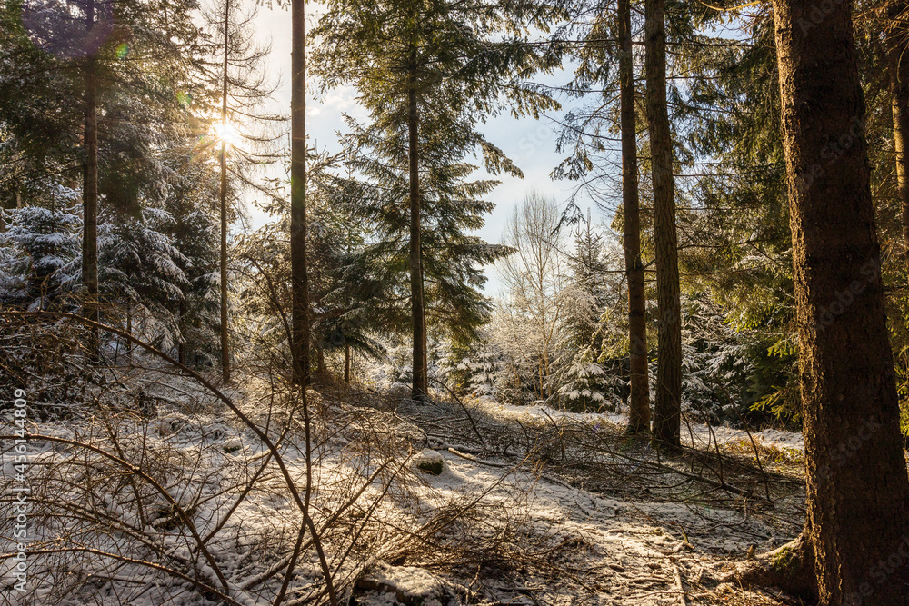 Winterwald in Bayern Winterwald in Bayern