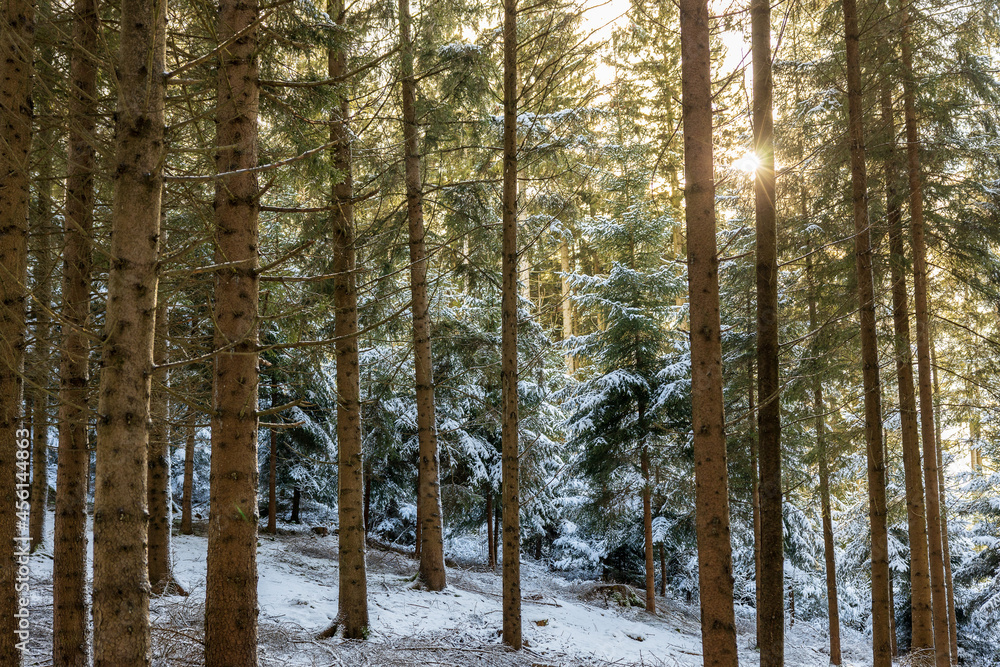 Obraz premium Winterwald in Bayern
