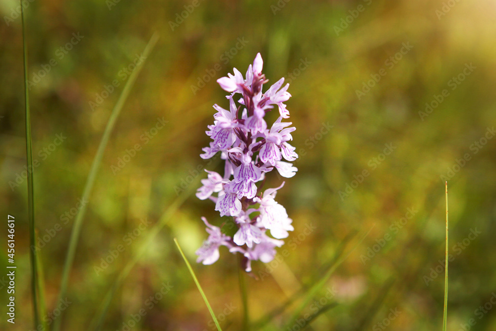 Purple flower on a background of natural vegetation, macro. Purple flower on a background of natural vegetation, macro.