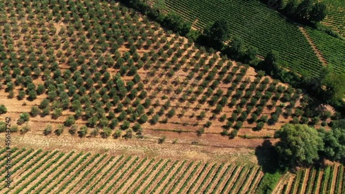 Wallpaper Mural Tuscan countryside shot with drone at summer time. Aerial view of amazing cultivated wine fields in hot weather, arid fields,green trees,olive trees  Torontodigital.ca