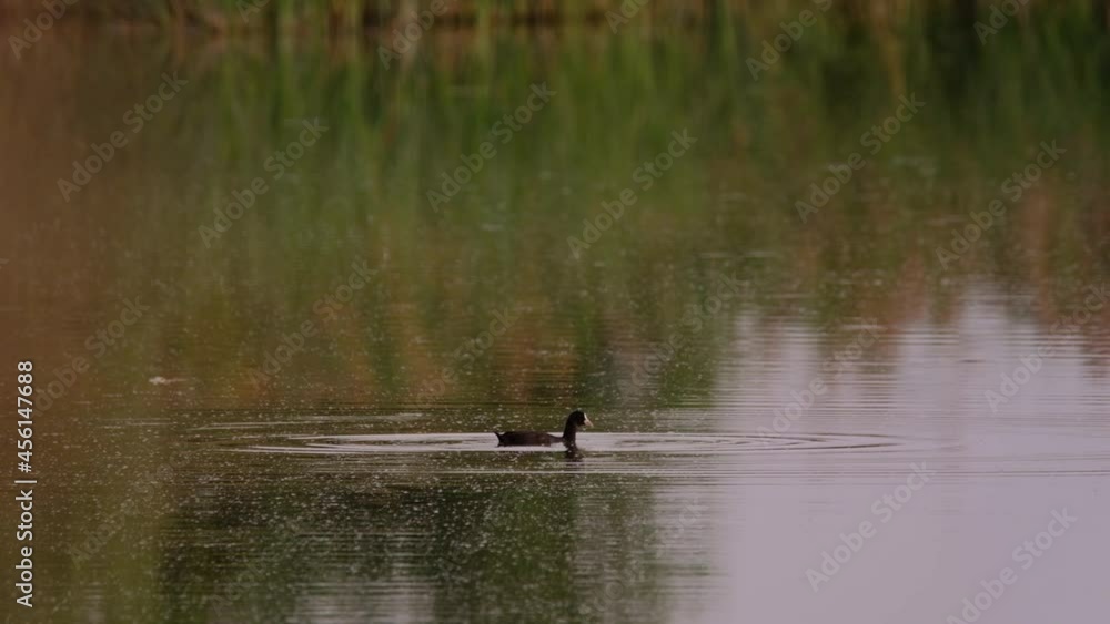 Eurasian coot swimming on lake Eurasian coot swimming on lake