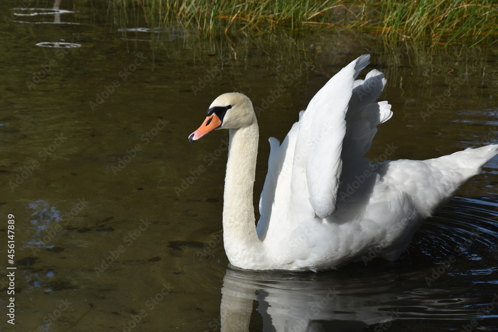 Obraz premium Schwan