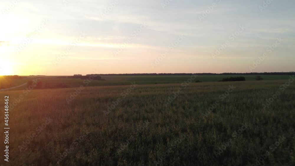 Flying a quadcopter low over the field in the direction of the sun setting over the horizon. A beautiful fabulous sunset with lenses flashes over a large green field with spikelets of wheat in spring. Flying a quadcopter low over the field in the direction of the sun setting over the horizon. A beautiful fabulous sunset with lenses flashes over a large green field with spikelets of wheat in spring.