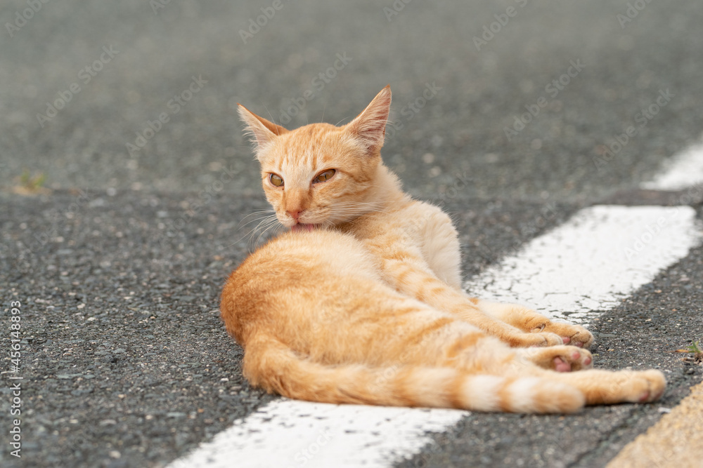 のんびり過ごす猫 茶トラ のんびり過ごす猫 茶トラ