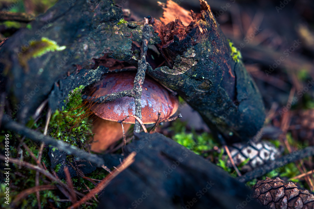 Fototapeta premium A small boletus growing out of moss. autumn delicacies. forest fruit as an ideal culinary ingredient