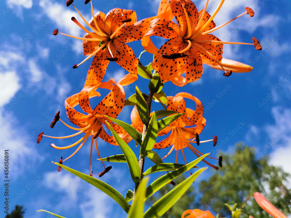 View from below of a flowering Lily lanceolate-tiger lily (Latin Lilium lancifolium Thunb (Lilium tigrinum Ker-Gawl.) in raindrops against a blue sky with clouds. View from below of a flowering Lily lanceolate-tiger lily (Latin Lilium lancifolium Thunb (Lilium tigrinum Ker-Gawl.) in raindrops against a blue sky with clouds.