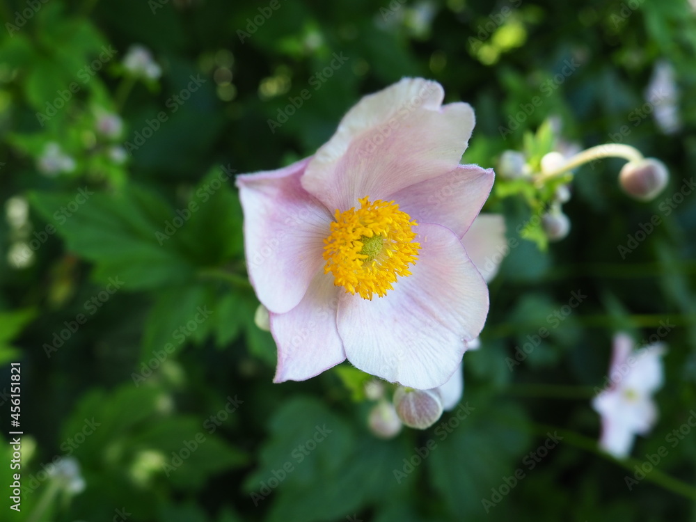 Eine blüte in voller Pracht Eine blüte in voller Pracht