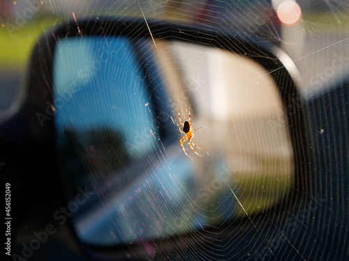 spider on a web in a car in the sun