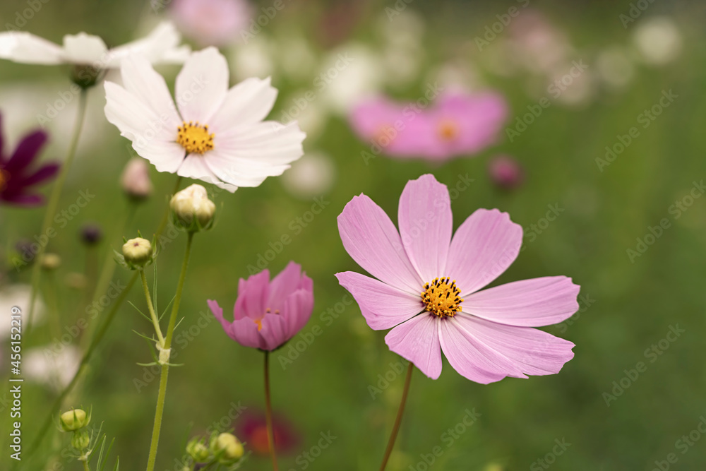 Flowers Cosmos different colors on a green blurred background. Flowers Cosmos different colors on a green blurred background.