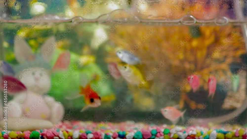 Close shot focusing small aquarium with goldfish Close shot focusing small aquarium with goldfish