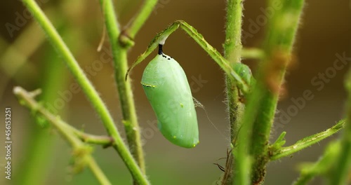 Macro video of a Monarch Butterfly chrysalis photo