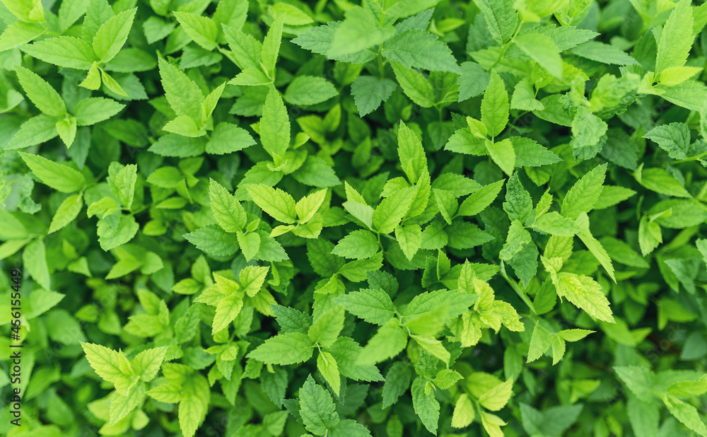 Fresh green leaves at spring. Selective focus with shallow depth of field. Fresh green leaves at spring. Selective focus with shallow depth of field.