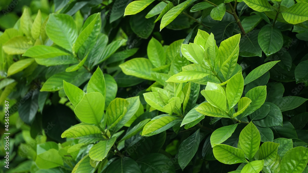 Green foliage leaves plant, Natural pattern background Green foliage leaves plant, Natural pattern background