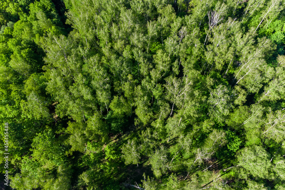 Aerial view of the lush green crowns of a birch grove Aerial view of the lush green crowns of a birch grove