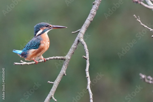 kingfisher in the forest