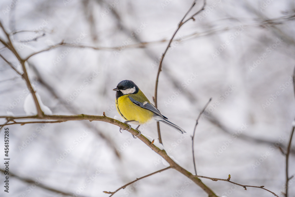 Great tit Parus Major on a snow tree in winter park, Ukraine. Bird in nature Great tit Parus Major on a snow tree in winter park, Ukraine. Bird in nature