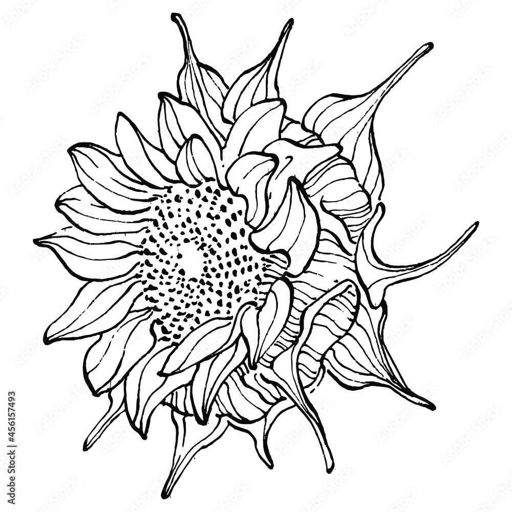 Fototapeta premium Sunflower flower. Floral botanical flower. Isolated illustration element. Vector hand drawing wildflower for background, texture, wrapper pattern, frame or border.