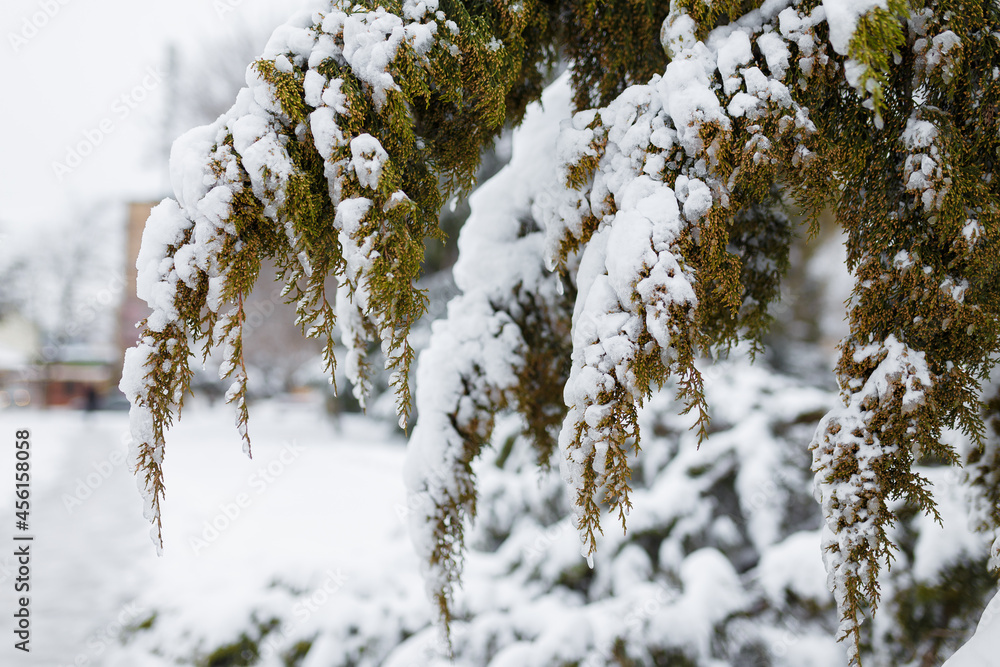 Thuja branches covered with snow at winter day. Close up, copy space.