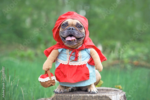 French Bulldog dog dressed up as fairy tale character Little Red Riding Hood with full body costumes with fake arms wearing basket in forest photo