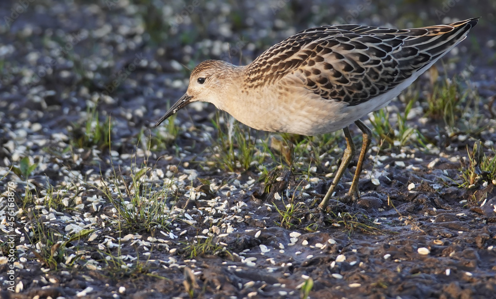 Fototapeta premium female Ruff Philomachus pugnax on the river bank