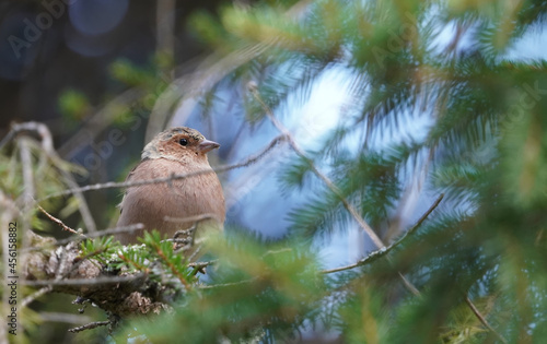 finch on a tree in the forest