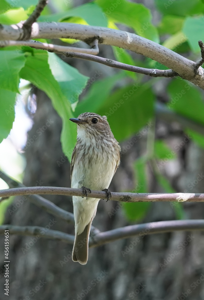 gray flycatcher on a tree in the forest gray flycatcher on a tree in the forest