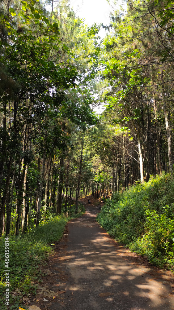 Obraz premium Photo of the path at the top of Cikancung hill with pine trees around it