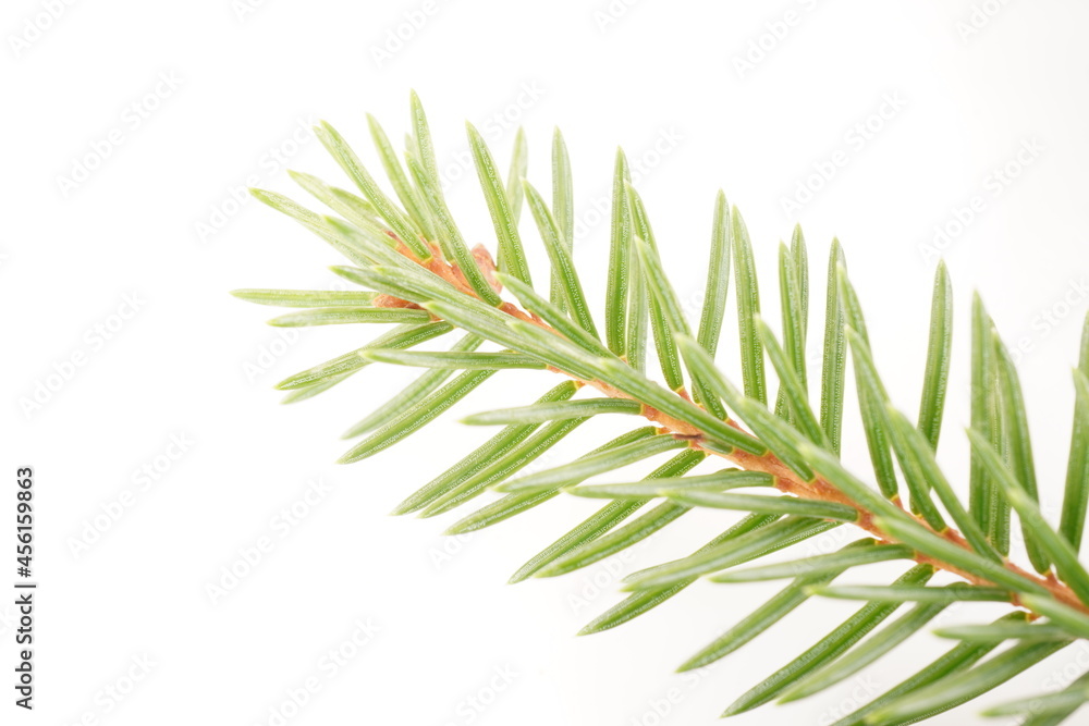 spruce branches on a white background spruce branches on a white background