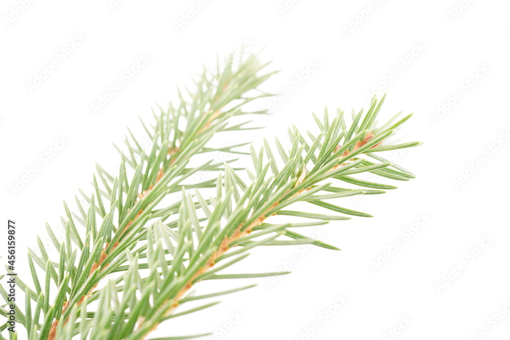 spruce branches on a white background spruce branches on a white background