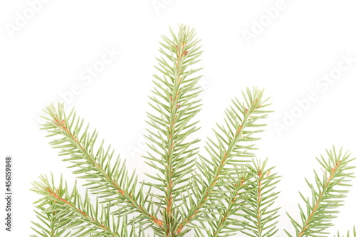 spruce branches on a white background