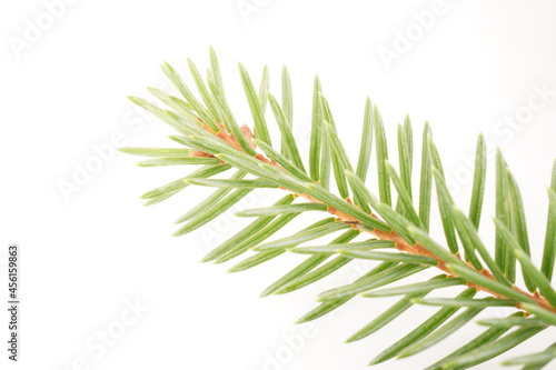 spruce branches on a white background