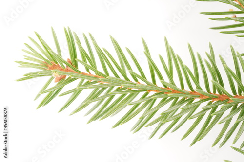 spruce branches on a white background