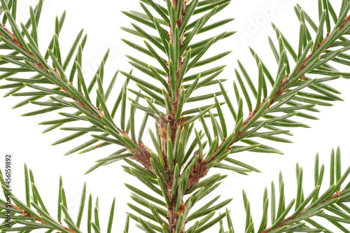 spruce branches on a white background
