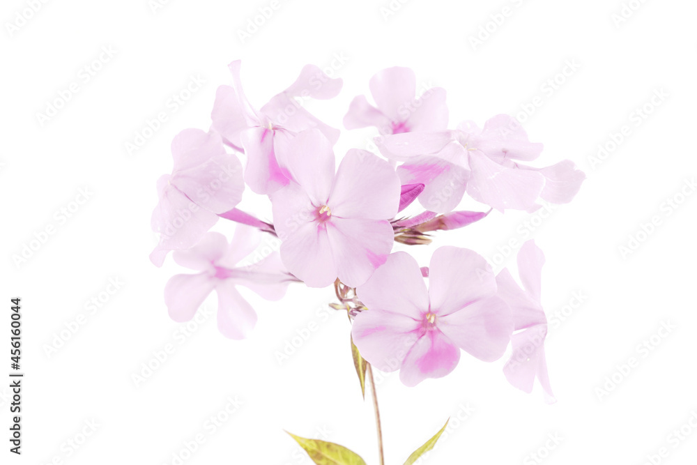 pink phlox on white background pink phlox on white background