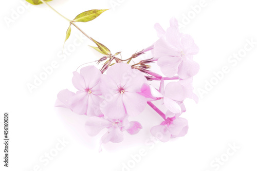 Fototapeta Naklejka Na Ścianę i Meble -  pink phlox on white background