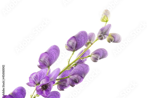 aconite flowers on white background