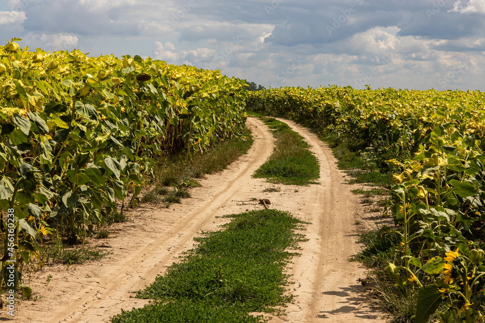 Ready ripe withered sunflowers on the field along a rural road Ready ripe withered sunflowers on the field along a rural road